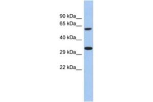 Western Blotting (WB) image for anti-Calcium Homeostasis Modulator 3 (CALHM3) antibody (ABIN2463951) (CALHM3 antibody)