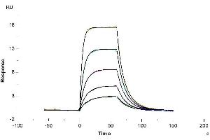 Surface Plasmon Resonance (SPR) image for Plasminogen Activator, Urokinase (PLAU) (AA 21-431) protein (His tag) (ABIN7275455)