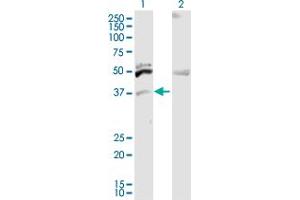 Western Blot analysis of ITM2B expression in transfected 293T cell line by ITM2B MaxPab polyclonal antibody. (ITM2B antibody  (AA 1-266))
