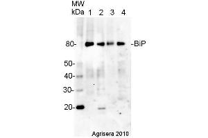 Western Blotting (WB) image for anti-Heat Shock 70kDa Protein 5 (Glucose-Regulated Protein, 78kDa) (HSPA5) antibody (ABIN618936) (GRP78 antibody)