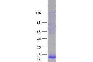 Validation with Western Blot (PPY Protein (Myc-DYKDDDDK Tag))