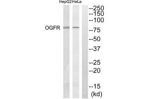 Western blot analysis of extracts from Hela cells and HepG2 cells, using OGFR antibody. (OGFR antibody  (Internal Region))