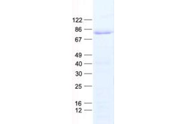 TCF3 Protein (His tag)