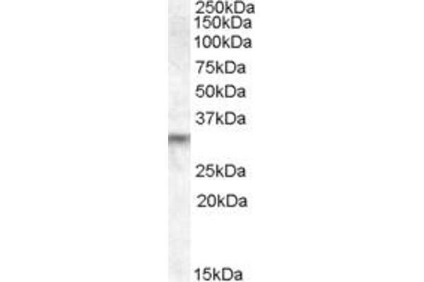 PRUNE2 antibody  (Internal Region)