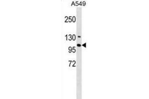 Western Blotting (WB) image for anti-Ring Finger Protein 111 (RNF111) antibody (ABIN3000323) (RNF111 antibody)