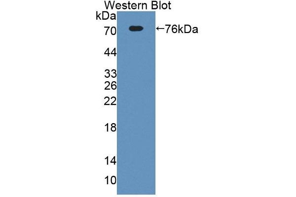 ECM1 antibody  (AA 20-434)