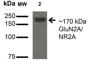 Western Blot analysis of Monkey COS cells transfected with GFP-tagged NR2A showing detection of ~170 kDa GluN2A/NR2A protein using Mouse Anti-GluN2A/NR2A Monoclonal Antibody, Clone S327A-38 . (NMDAR2A antibody  (AA 75-325) (PerCP))