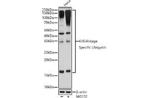 Western blot analysis of extracts of HeLa cells, using K48-linkage Specific Ubiquitin Rabbit mAb (ABIN1680189, ABIN3017871, ABIN3017872 and ABIN7101530) at 1:1000 dilution. (Ubiquitin B antibody)