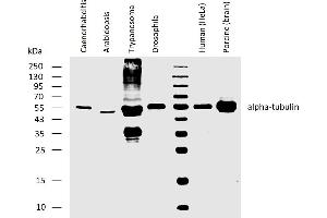 Western blotting analysis of human alpha-tubulin using rat monoclonal antibody YOL1/34 on lysates of Caenorhabditis elegans, Arabidopsis thaliana, Trypanosoma brucei, Drosophila melanogaster, human HeLa cell line, and porcine brain, all under reducing conditions. (alpha Tubulin antibody)