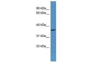 OR2H2 antibody used at 0. (OR2H2 antibody  (C-Term))