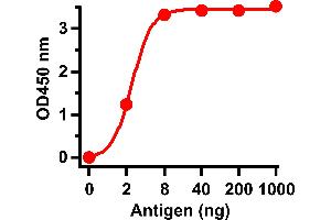 ELISA Test Antibodies: SARS-CoV Spike Antibody, ABIN1031201 (1 μg/mL). (SARS-CoV Spike antibody  (Intermediate Domain 2))