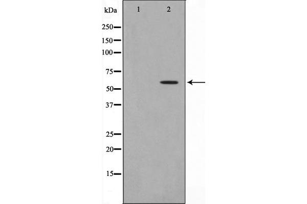 MMP19 antibody  (N-Term)