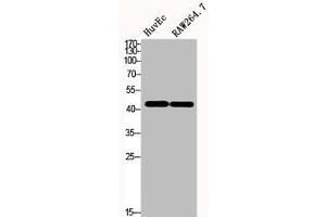 Western Blot analysis of HuvEc RAW264. (CD147 antibody  (C-Term))