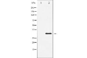 Western blot analysis of DARPP-32 expression in forskolin treated COS7 whole cell lysates,The lane on the left is treated with the antigen-specific peptide. (DARPP32 antibody)