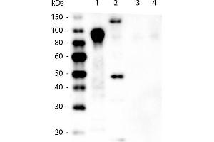 Western Blot of Mouse anti-6xHIS Tag Antibody. (His Tag antibody  (DyLight 649))