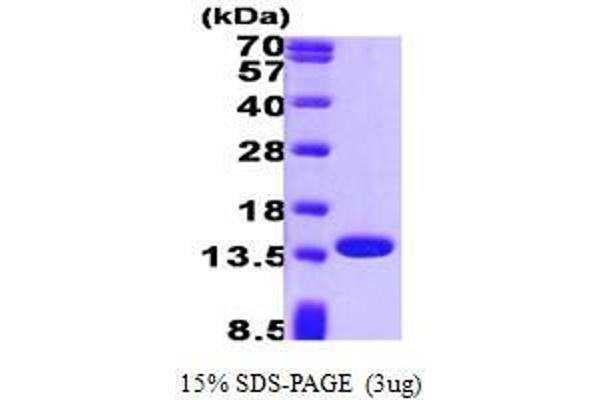 PFN1 Protein (AA 1-140)