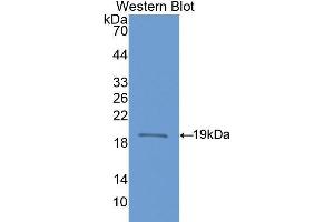 Western Blotting (WB) image for anti-Nitric Oxide Synthase 1, Neuronal (NOS1) (AA 468-616) antibody (ABIN1860025) (NOS1 antibody  (AA 468-616))