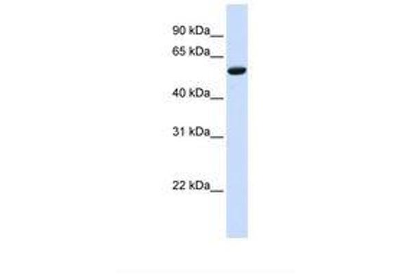 ZNF77 antibody  (AA 110-159)