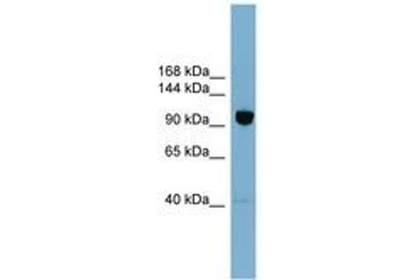 OSBPL8 antibody  (AA 755-804)