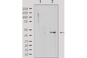 Western blot analysis of extracts from rat muscle, using KAPCG Antibody. (PRKACG antibody)