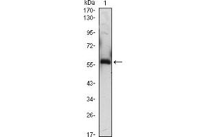 Western blot analysis using A1BG mouse mAb against A1BG-hIgGFc transfected HEK293 (3)cell lysate. (A1BG antibody)