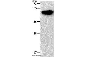 Western blot analysis of Mouse brain tissue, using NDRG3 Polyclonal Antibody at dilution of 1:1050 (NDRG3 antibody)