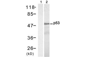 Western blot analysis of extract from HT-29 cells, using P53 (Ab-9) Antibody (E021084, Lane 1 and 2). (p53 antibody)