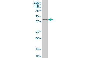 KLF1 monoclonal antibody (M03), clone 1E4 Western Blot analysis of KLF1 expression in K-562 . (KLF1 antibody  (AA 183-237))