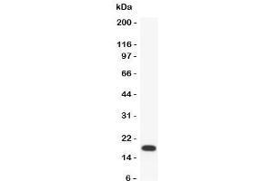 Western blot testing of PARC antibody and recombinant human protein (0. (CCL18 antibody  (AA 21-89))