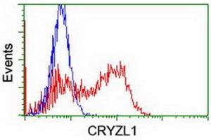 Image no. 3 for anti-Crystallin, Zeta, Homolog antibody (ABIN1497655) (CRYZL1 antibody)
