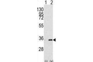 Western Blotting (WB) image for anti-Prohibitin 2 (PHB2) antibody (ABIN3003100) (Prohibitin 2 antibody)