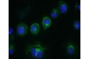 Immunofluorescence (IF) image for anti-CD14 (CD14) antibody (FITC) (ABIN1105874) (CD14 antibody  (FITC))