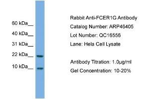 WB Suggested Anti-FCER1G  Antibody Titration: 0. (FCER1G antibody  (N-Term))