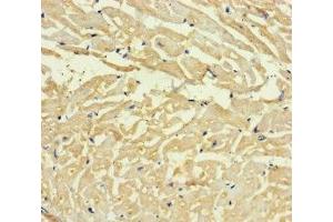 Immunohistochemistry of paraffin-embedded human heart tissue using ABIN7167666 at dilution of 1:100 (C4orf46 antibody  (AA 1-113))