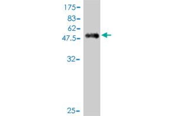 PILRA antibody  (AA 1-226)