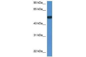 Western Blot showing Bin1 antibody used at a concentration of 1. (BIN1 antibody  (N-Term))