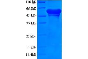 SDS-PAGE (SDS) image for Lactate Dehydrogenase A (LDHA) (AA 1-320), (full length) protein (GST tag) (ABIN5710958) (Lactate Dehydrogenase A Protein (LDHA) (AA 1-320, full length) (GST tag))