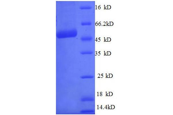 C21orf33 Protein (AA 43-268, full length) (GST tag)