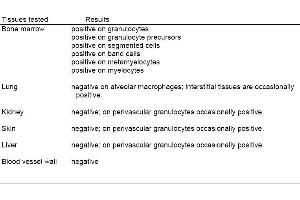 Tissue staining: RK-4 reaction pattern. (Granulocytes antibody)