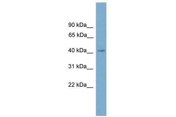 SASH3 antibody  (C-Term)