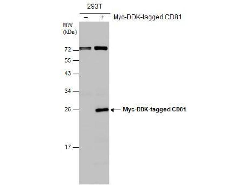 CD81 Antibody (ABIN2855163)