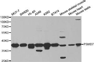 Western blot analysis of extracts of various cell lines, using PSMD7 antibody (ABIN5973092) at 1/1000 dilution. (PSMD7 antibody)