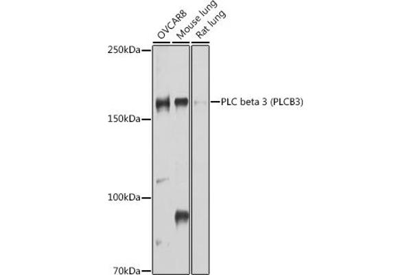 PLCB3 antibody  (AA 1050-1150)