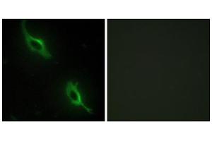 Immunofluorescence analysis of NIH/3T3 cells, using CKMT2 antibody. (CKMT2 antibody  (Internal Region))