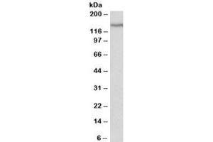 Western blot testing of fetal mouse brain lysate with PCDH17 antibody at 0. (PCDH17 antibody)