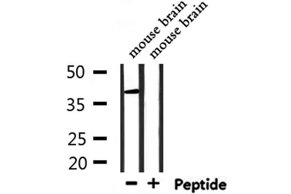 RNF167 antibody  (Internal Region)