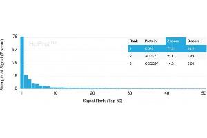 Analysis of Protein Array containing more than 19,000 full-length human proteins using CD20 Mouse Recombinant Monoclonal Antibody (MS4A1/3410). (CD20 antibody  (AA 213-297))