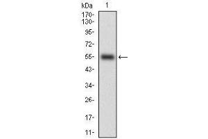 Western Blotting (WB) image for anti-CD14 (CD14) (AA 20-214) antibody (ABIN1724926)