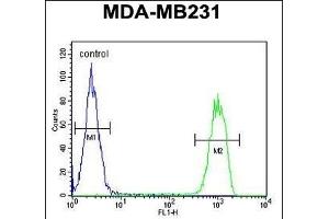 C Antibody (N-term) (ABIN650926 and ABIN2839997) flow cytometric analysis of MDA-M cells (right histogram) compared to a negative control cell (left histogram). (CJ119 (AA 143-171), (N-Term) antibody)