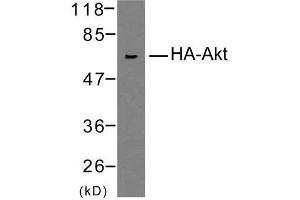 Image no. 1 for anti-HA-Tag antibody (ABIN6580607) (HA-Tag antibody)